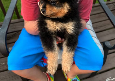 2 months old Pomeranian puppies for sale