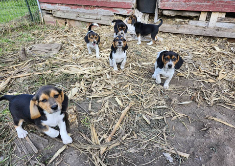 6 Beagle puppies looking for homes