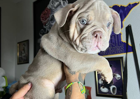 3 male English Bulldog puppies for sale