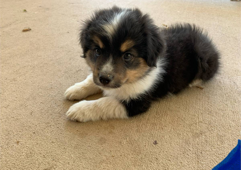 5 Toy Aussie puppies for sale
