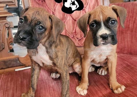 AKC Pedigree Boxer puppies for sale