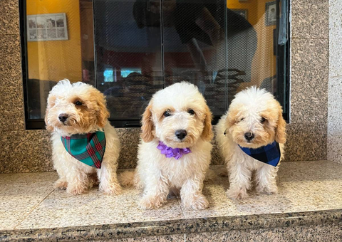 3 bichon poo puppies for sale