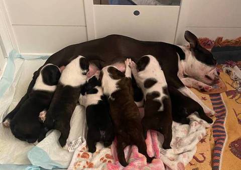 6 Boston terrier puppies for sale