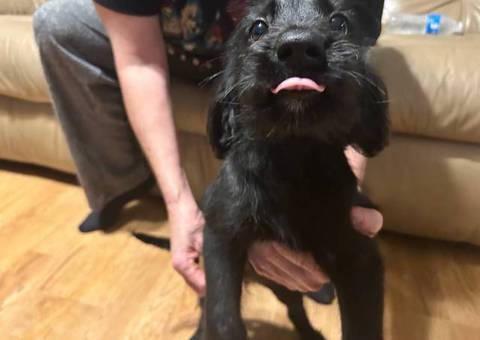 5 Solid black Labradoodle puppies
