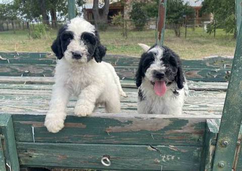 Cute Sheepadoodle puppies