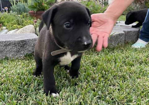 7 cute German Sheprador mix puppies