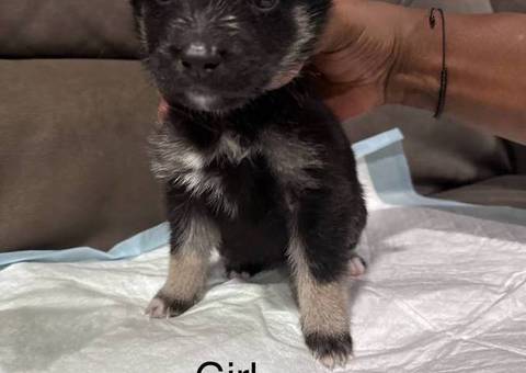 German Shepherd and Siberian Husky mixed puppies
