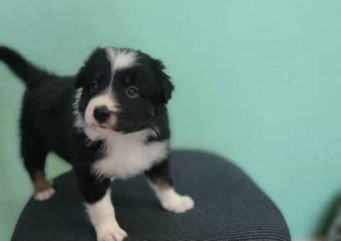 6 Border Collies puppies for sale