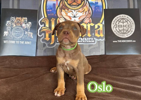 5 ABKC American Bully puppies for sale