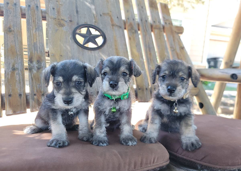3 Salt & Pepper miniature Schnauzers