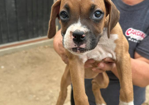 Purebred Boxer puppies for sale
