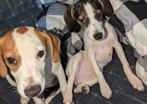 Jack Russell Pitbull Mix puppies for sale