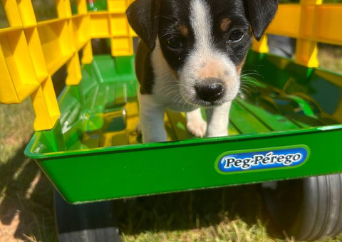 Cute and lively Feist/Rat Terrier puppies