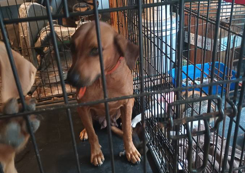 2 black mouth cur mix puppies availabe