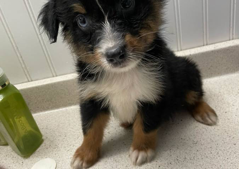 9 Mini Aussie puppies looking for good homes