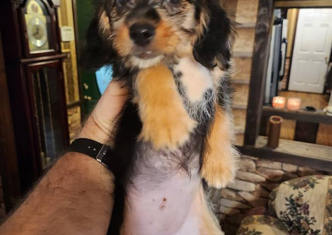 Beagle Yorkie Poo puppies for sale