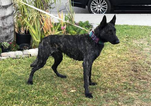 3 Dutch Shepherd puppies for sale