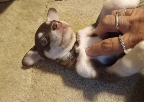 6 weeks old Chihuahua/Rat Terrier mix puppies