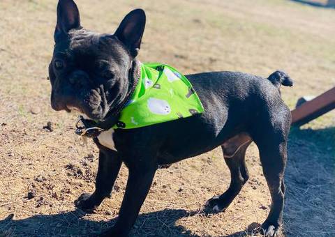5 female French bulldog puppies for sale