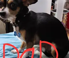 Teacup Chihuahua puppies for sale