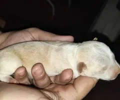 Teacup Chihuahua puppies for sale