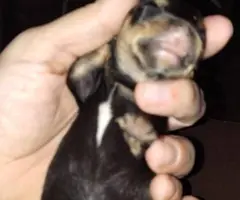Teacup Chihuahua puppies for sale