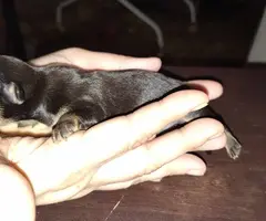 Teacup Chihuahua puppies for sale