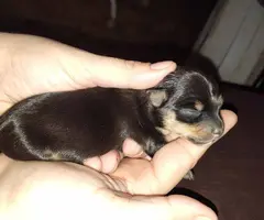 Teacup Chihuahua puppies for sale