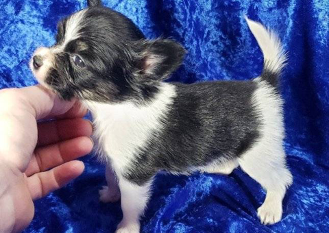 3 male tri-color Papillon puppies for sale
