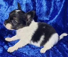 3 male tri-color Papillon puppies for sale
