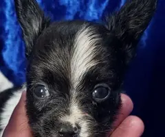 3 male tri-color Papillon puppies for sale