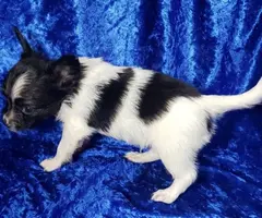 3 male tri-color Papillon puppies for sale