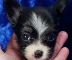 3 male tri-color Papillon puppies for sale