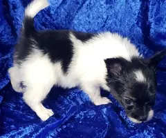 3 male tri-color Papillon puppies for sale