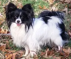 3 male tri-color Papillon puppies for sale