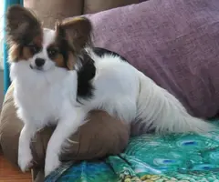3 male tri-color Papillon puppies for sale