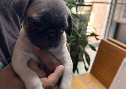 2 female Pugs available