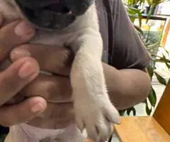 2 female Pugs available