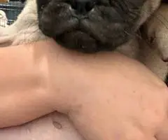 2 female Pugs available