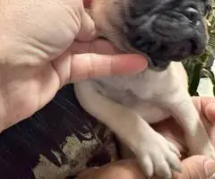 2 female Pugs available