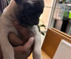 2 female Pugs available