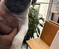2 female Pugs available