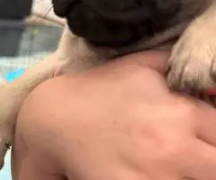 2 female Pugs available