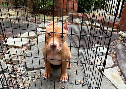 Merle and fawn Pocket Bully Puppies for Sale