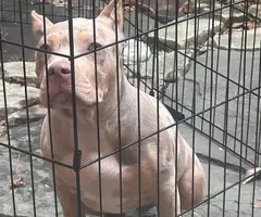 Merle and fawn Pocket Bully Puppies for Sale