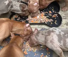Merle and fawn Pocket Bully Puppies for Sale