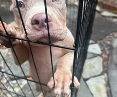 Merle and fawn Pocket Bully Puppies for Sale