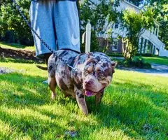 Merle and fawn Pocket Bully Puppies for Sale