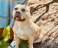 Merle and fawn Pocket Bully Puppies for Sale