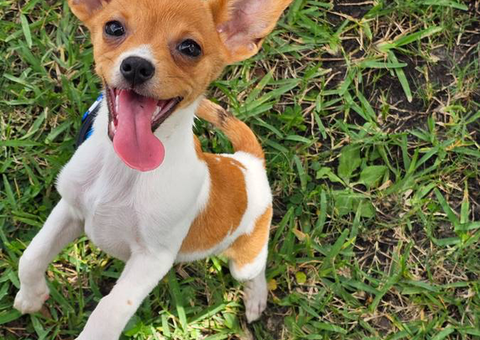 3 Papillon Chihuahua mix puppies for sale